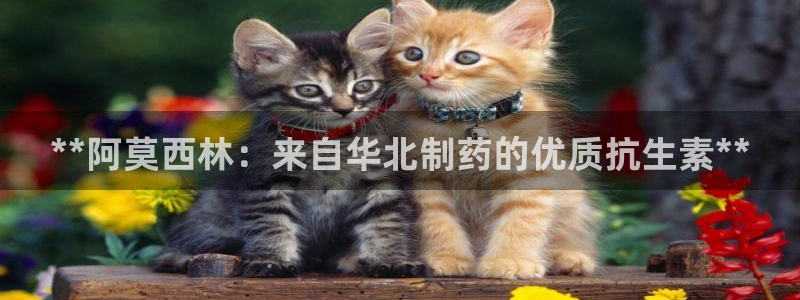 九游会老哥必备的交流社区：**阿莫西林：来自华北制药的优质抗生素**